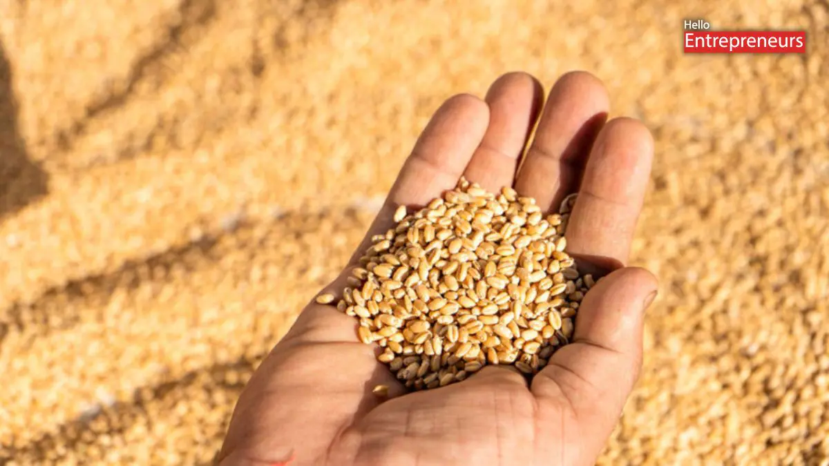 grain scam
