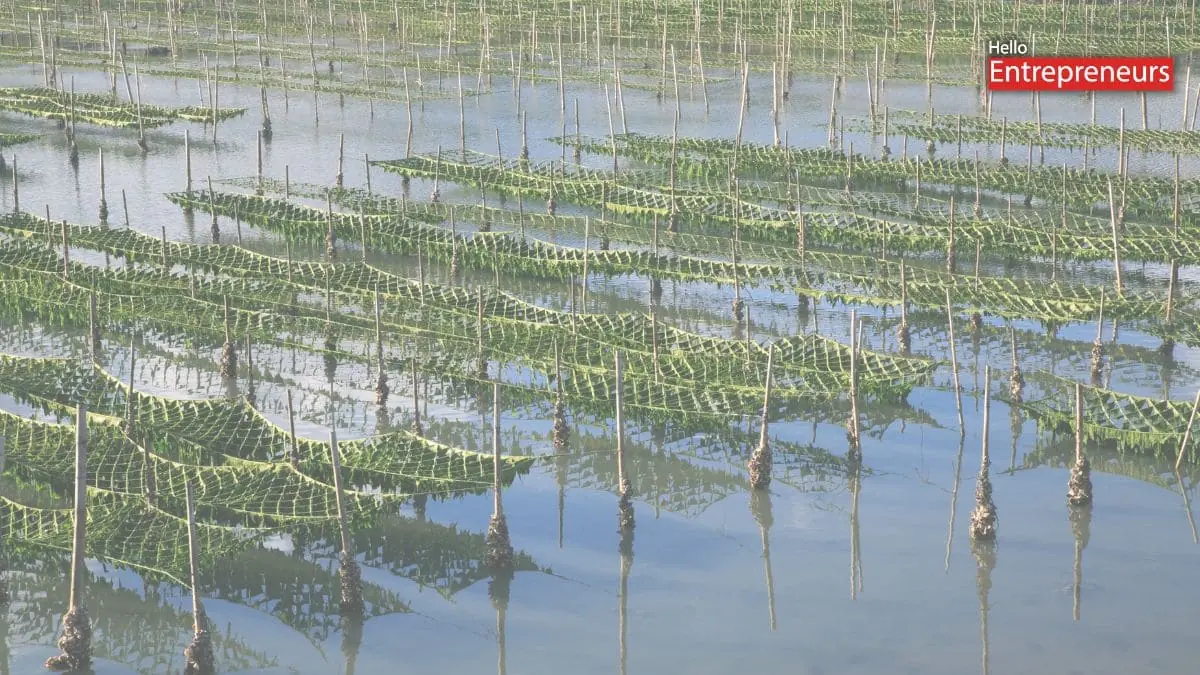Seaweed farming in Gujarat