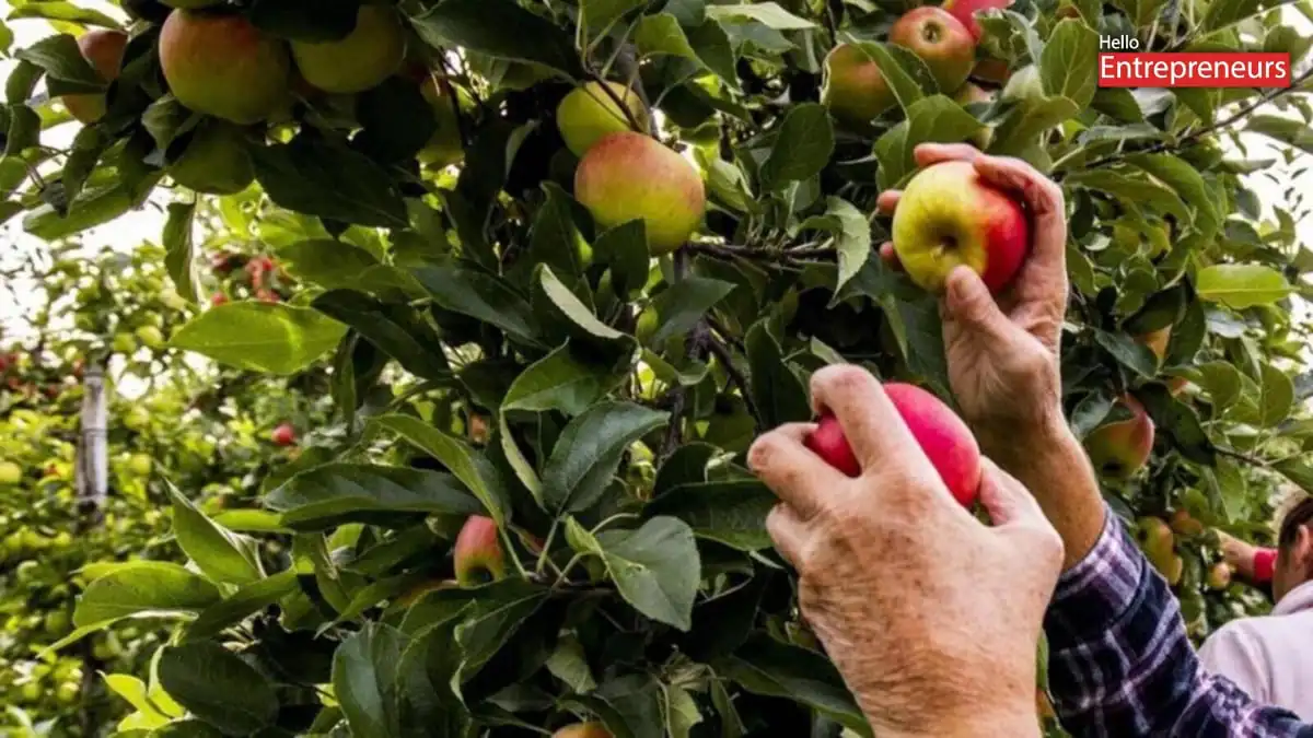 Surat Industrialist Turns Himachal Apple Waste into Sustainable Leather
