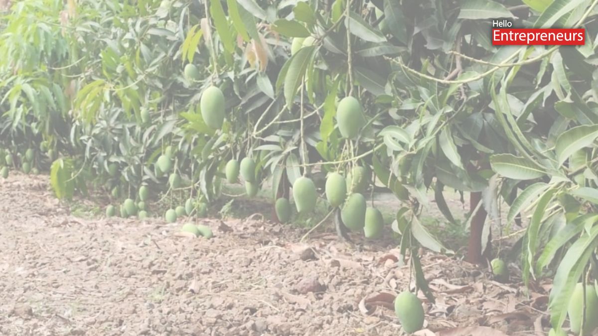 mango