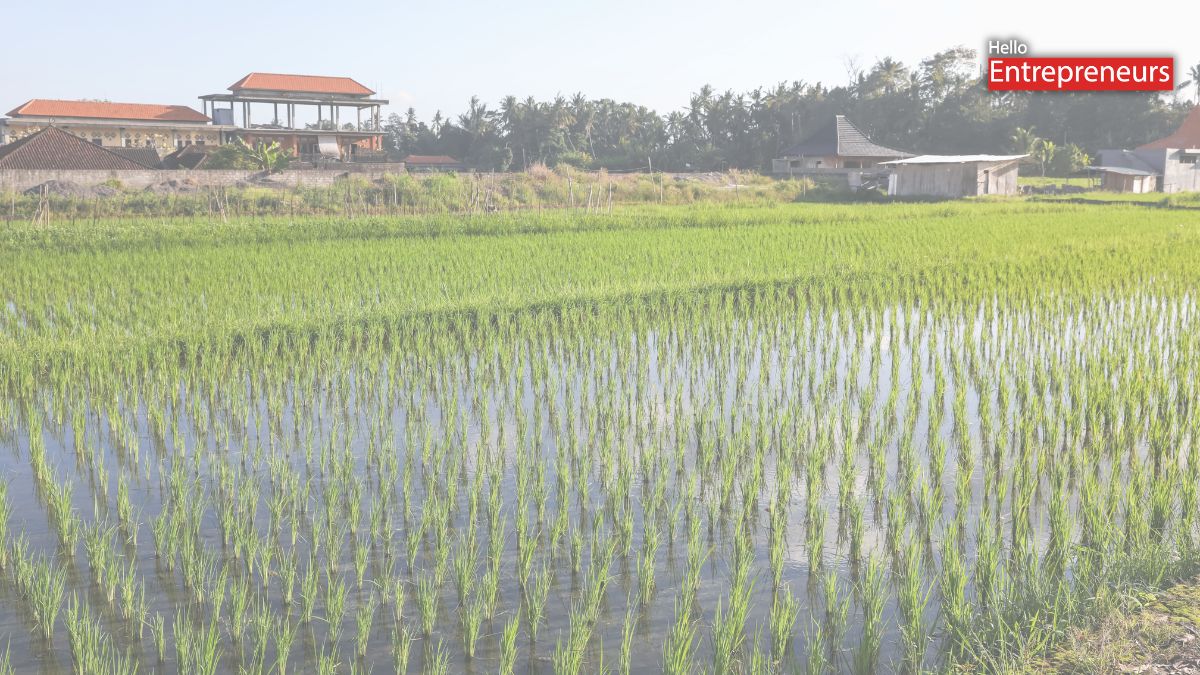 India's poor monsoon forecast sparks fears of a rice export ban, affecting the countries dependent on India for rice imports