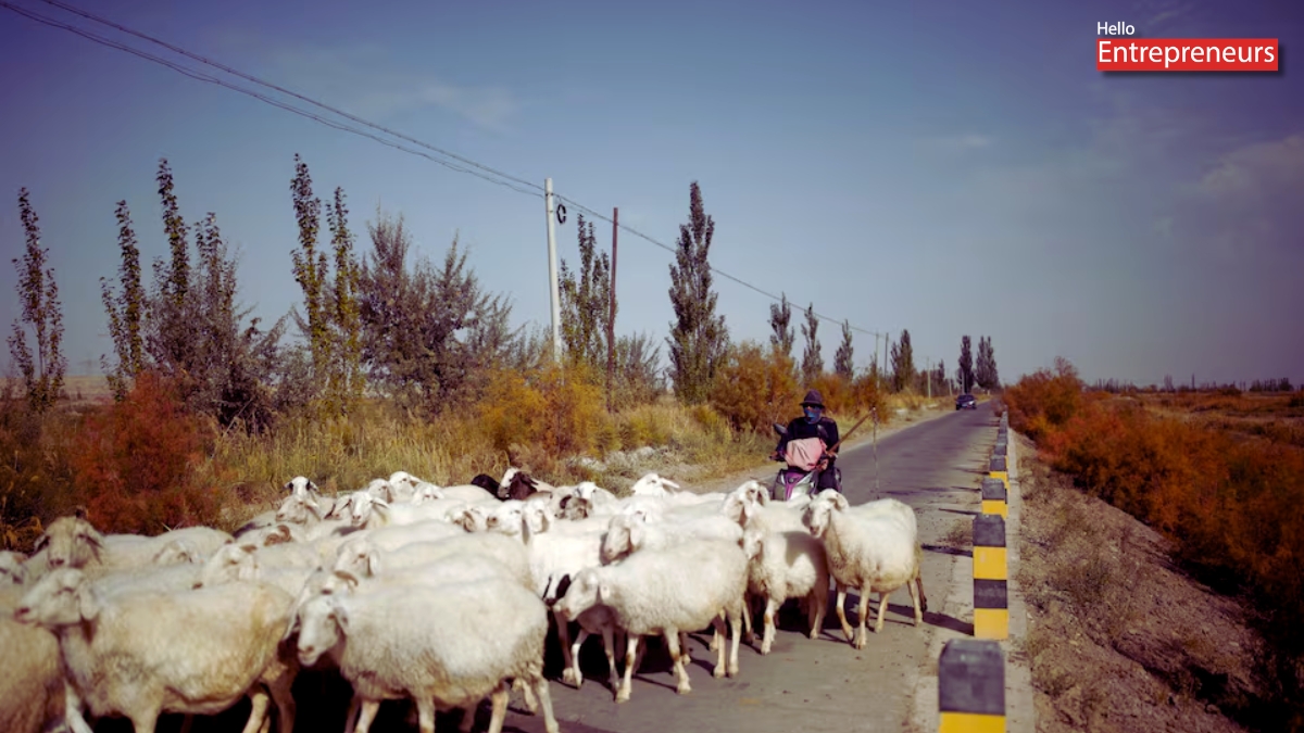 China’s Viral Shepherd Job Reveals a Deeper Employment Crisis-HE
