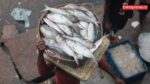 India sends 500 tonnes of Hilsa fish to Bangladesh: A big change in trade