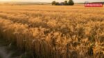 Cabinet Clears Rabi MSP for 2027-28: New Support Prices Announced for Farmers