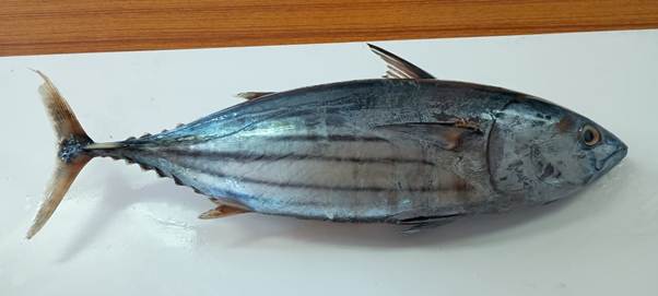ICAR-CMFRI Says Consumers Need Not Avoid Tuna Following Parasite Reports from Specific Region
